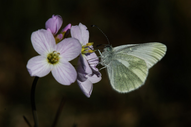 Обои картинки фото животные, бабочки,  мотыльки,  моли, макро, бабочка, цветок, фон