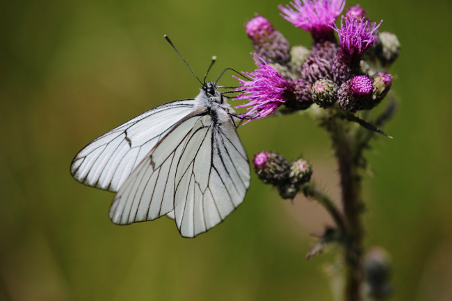 Обои картинки фото животные, бабочки,  мотыльки,  моли, макро, усики, крылья, бабочка