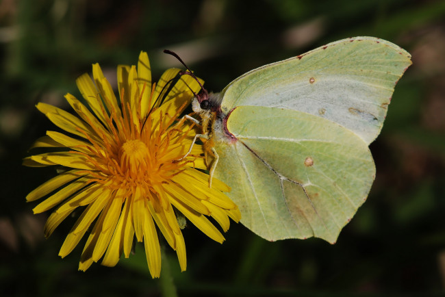 Обои картинки фото животные, бабочки,  мотыльки,  моли, одуванчик, весна, макро, бабочка, лимонница