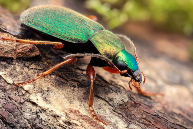 Обои картинки фото животные, насекомые, жучок