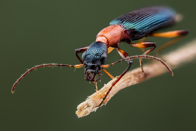 Обои картинки фото животные, насекомые, жучок