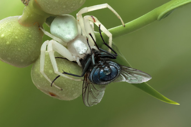 Обои картинки фото животные, пауки, муха, паук, добыча, макро, трапеза