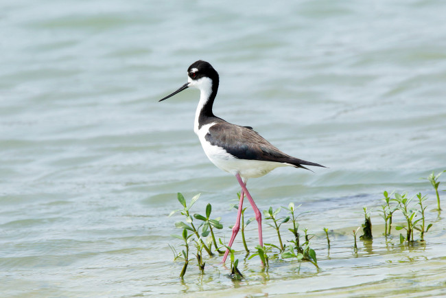 Обои картинки фото животные, птицы, птица, вода, растение