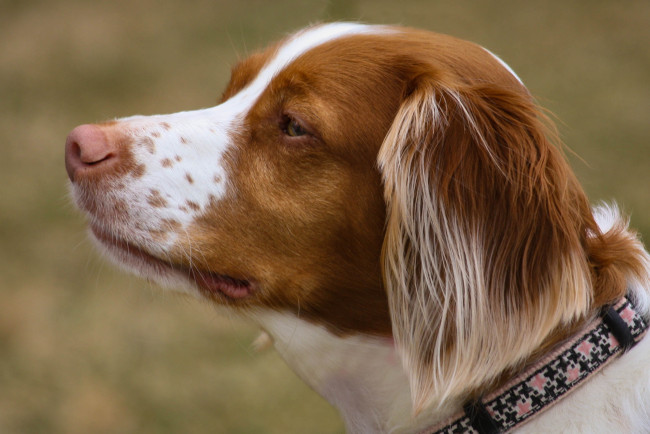 Обои картинки фото животные, собаки, пес