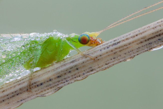 Обои картинки фото животные, насекомые, насекомое, златоглазка, травинка, фон