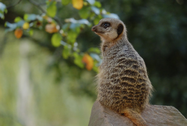 Обои картинки фото животные, сурикаты, камень, сидит, сурикат