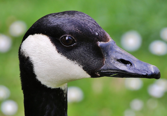 Обои картинки фото животные, гуси, портрет, гусь