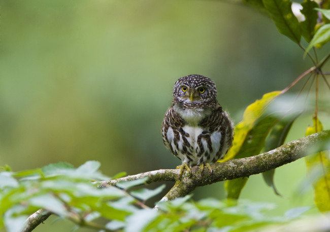 Обои картинки фото животные, совы, сова, ветка