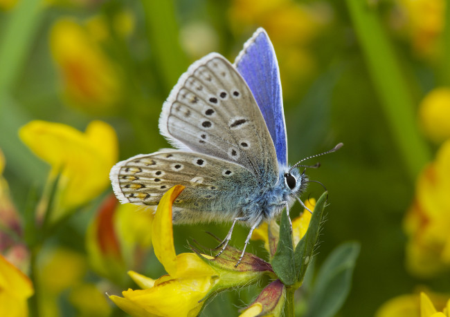 Обои картинки фото животные, бабочки,  мотыльки,  моли, усики, крылья, бабочка, макро