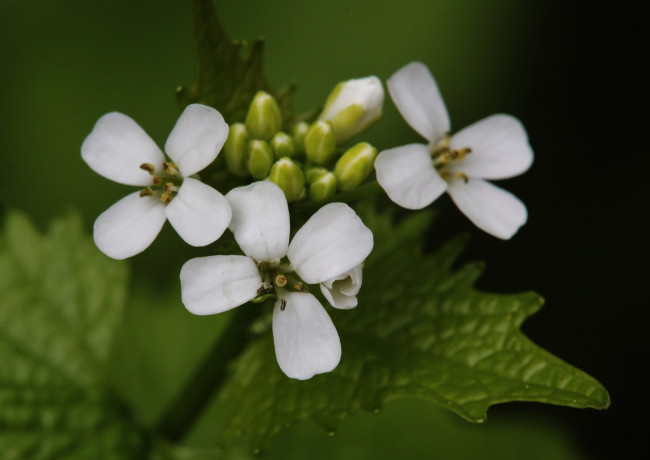 Обои картинки фото цветы, луговые , полевые,  цветы, макро, белые