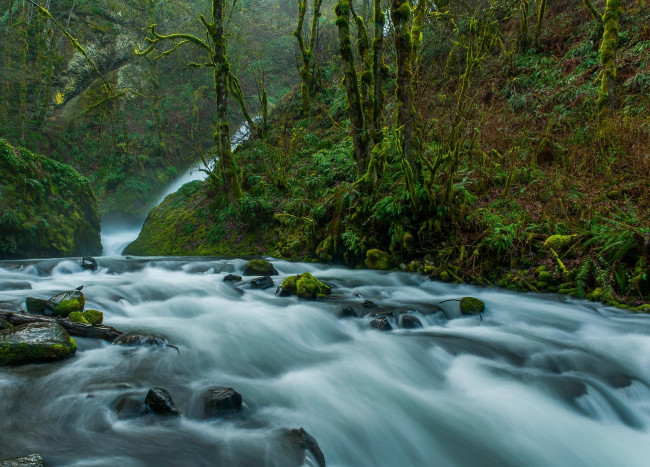 Обои картинки фото природа, реки, озера, деревья, река, лес