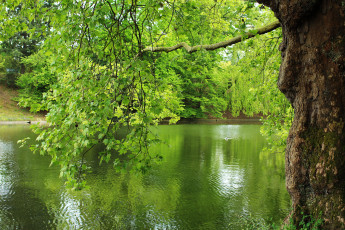 Картинка природа реки озера лес река