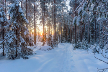 Картинка природа зима снег