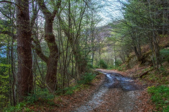 Картинка природа дороги тракт