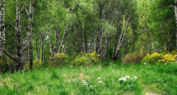 Картинка природа лес деревья