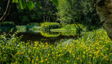 Картинка природа реки озера лес река