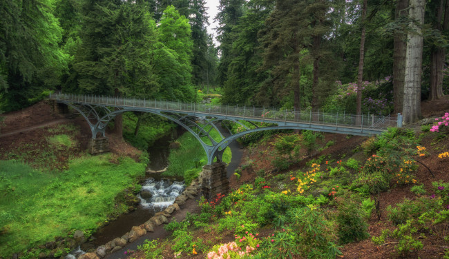 Обои картинки фото природа, лес, деревья