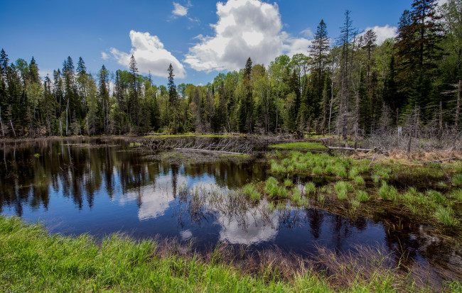 Обои картинки фото природа, реки, озера, река, лес