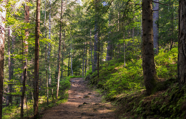 Обои картинки фото природа, дороги, тракт