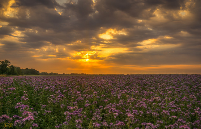 Обои картинки фото природа, восходы, закаты, рассвет