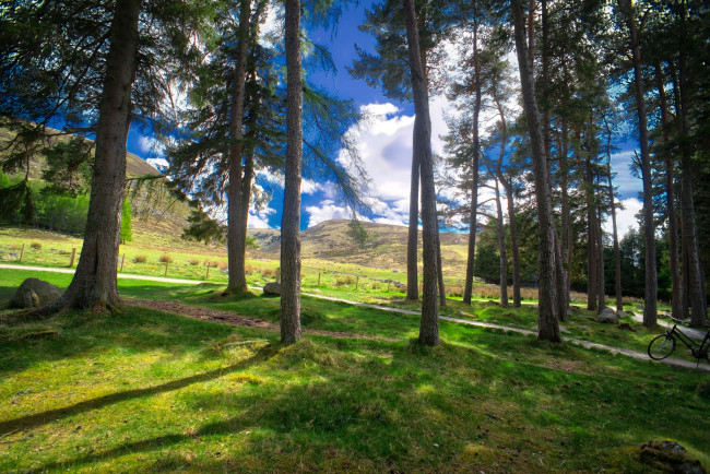 Обои картинки фото природа, лес, деревья