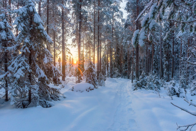 Обои картинки фото природа, зима, снег