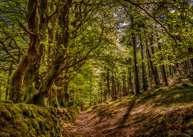 Обои картинки фото природа, лес, деревья