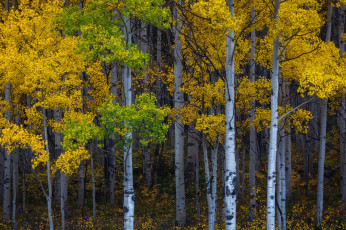 Картинка природа лес простор