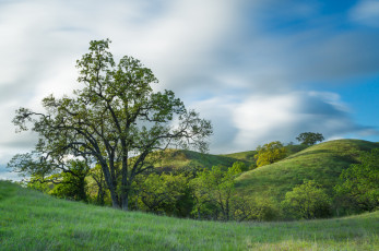 Картинка природа деревья простор