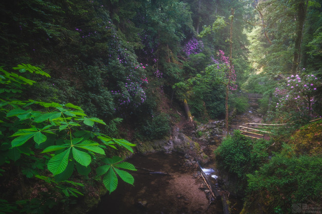 Обои картинки фото природа, лес, простор