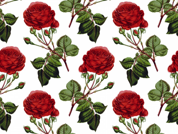 Обои картинки фото рисованное, цветы, фон