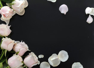 Картинка цветы розы бутоны лепестки