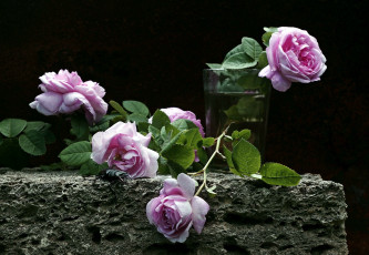 Картинка цветы розы бутоны