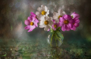 Картинка цветы космея ваза букет