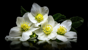 Картинка цветы анемоны +сон-трава анемон