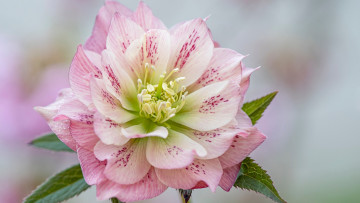 Картинка цветы геллеборус+ морозник макро