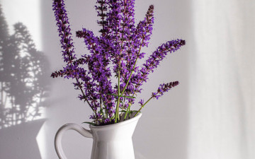 обоя цветы, лаванда, кувшин, лиловый
