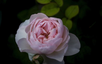 Картинка цветы розы макро