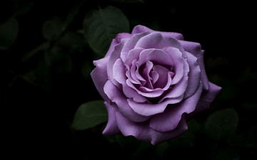 Картинка цветы розы макро капли