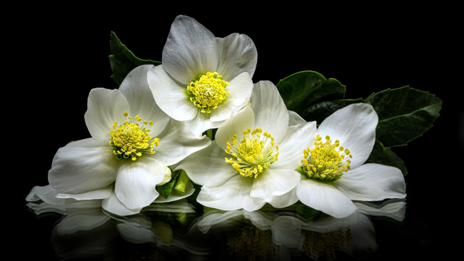 Обои картинки фото цветы, анемоны,  сон-трава, анемон