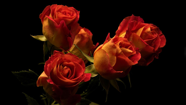 Обои картинки фото цветы, розы, бутоны