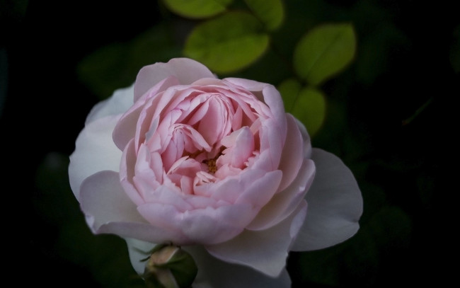 Обои картинки фото цветы, розы, макро