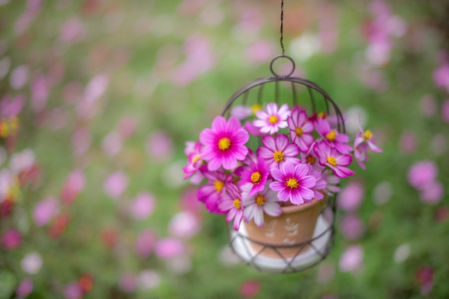 Обои картинки фото цветы, космея, розовый, букет