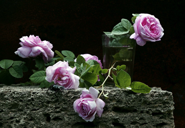 Обои картинки фото цветы, розы, бутоны