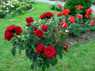 Картинка цветы розы алые куст