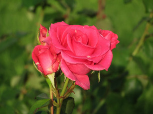 Картинка цветы розы розовая роза бутоны