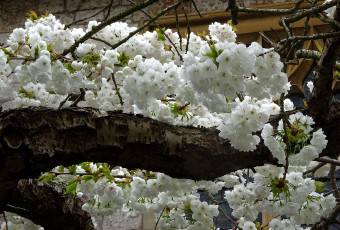 Картинка цветы цветущие+деревья+ +кустарники весна цветущее плодовое дерево