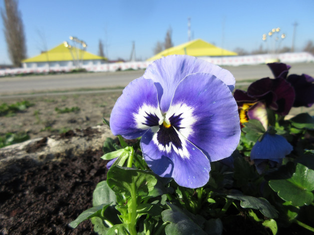 Обои картинки фото цветы, анютины глазки , садовые фиалки, анютины, глазки