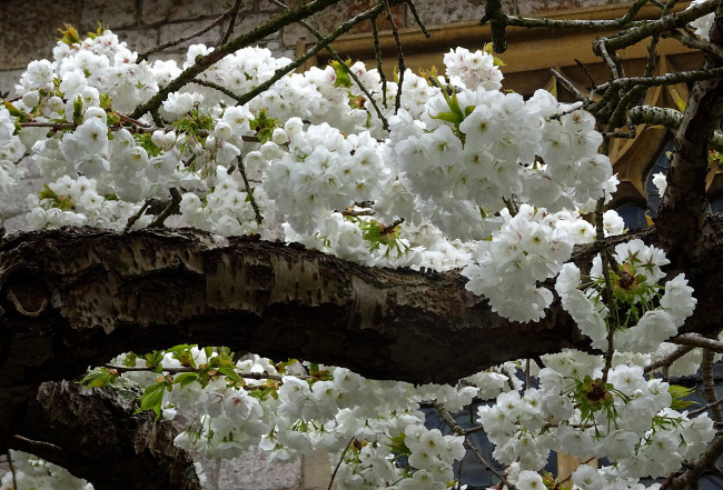 Обои картинки фото цветы, цветущие деревья ,  кустарники, весна, цветущее, плодовое, дерево