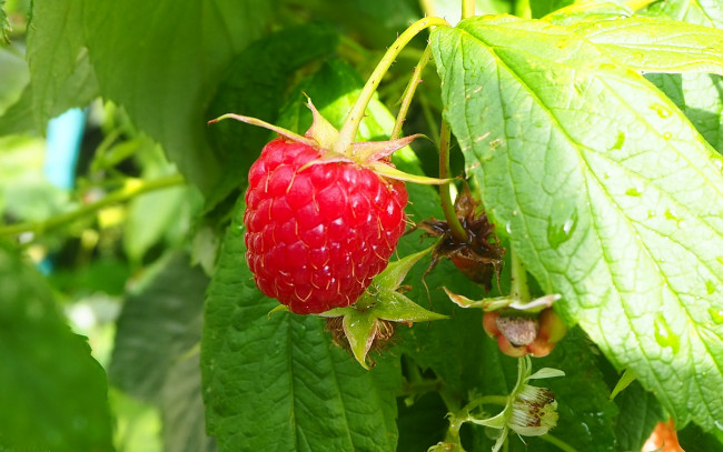 Обои картинки фото природа, ягоды, малина